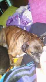 Lost Dog