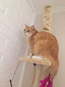 Lost Cat