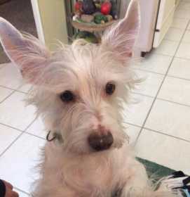 Lost Dog