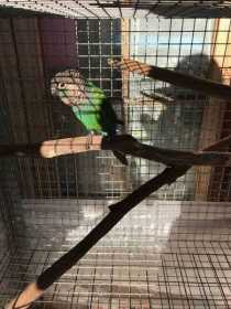 Lost Conure