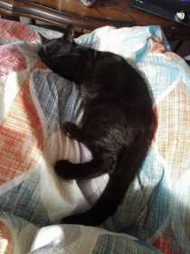 Lost Cat