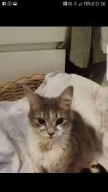 Lost Cat