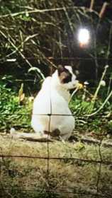 Lost Cat