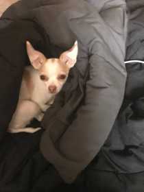 Lost Dog