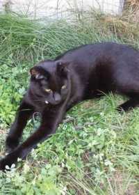 Lost Cat