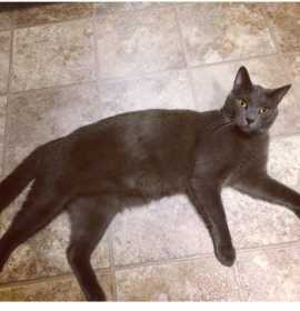 Lost Cat