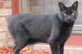 Lost Cat