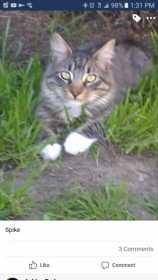 Lost Cat