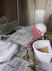 Lost Galah Cockatoo