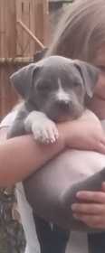 Lost Dog