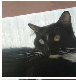 Lost Cat