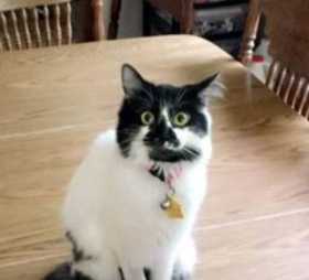Lost Cat
