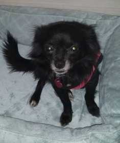 Lost Dog