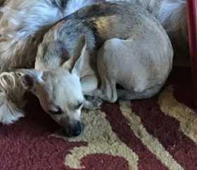 Lost Dog