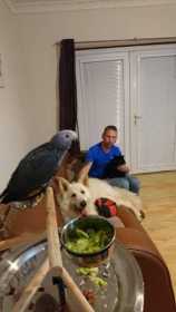 Lost African Grey