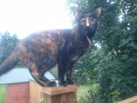 Lost Cat