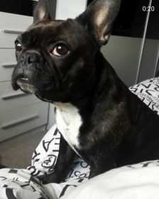 Lost Dog