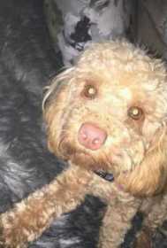 Lost Dog