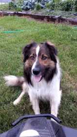 Lost Dog