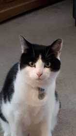 Lost Cat