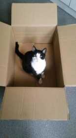Lost Cat