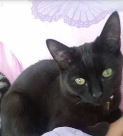 Lost Cat