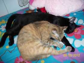 Lost Cat