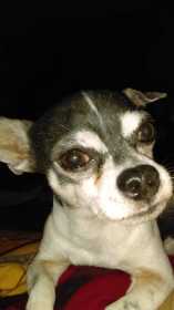 Lost Dog