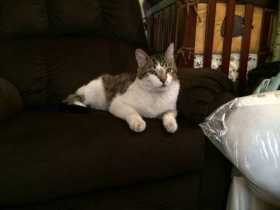 Lost Cat