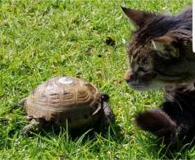 Lost Tortoise