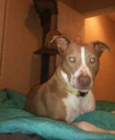 Lost Dog
