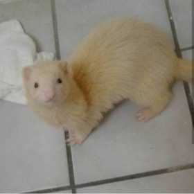 Lost Ferret