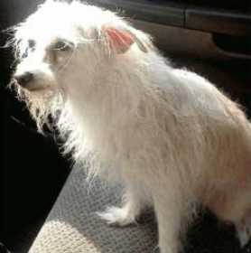 Lost Dog