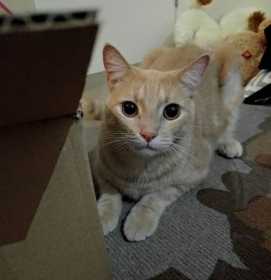 Lost Cat