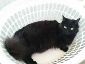 Lost Cat