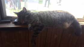 Lost Cat