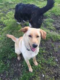 Lost Dog