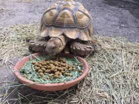 Lost Tortoise