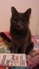 Lost Cat