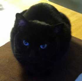 Lost Cat