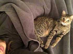 Lost Cat