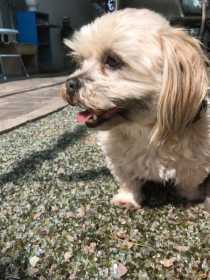 Lost Dog