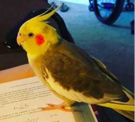 Lost Cockatiel