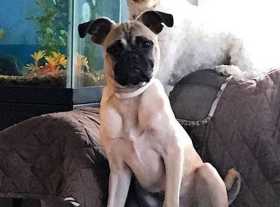 Lost Dog