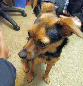 Lost Dog