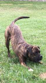 Lost Dog