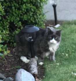 Lost Cat