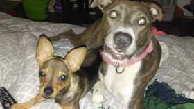 Lost Dog