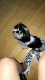 Lost Dog