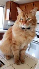 Lost Cat